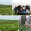 دانشجویان رشته طراحی دوخت در جشنواره شقایق ها در روستای حسین آباد کالپوش 2